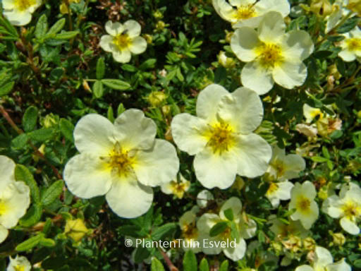 Potentilla fruticosa ‚Limelight‘