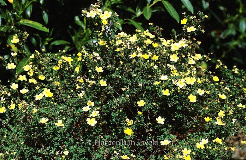 Potentilla fruticosa ‚Longacre‘