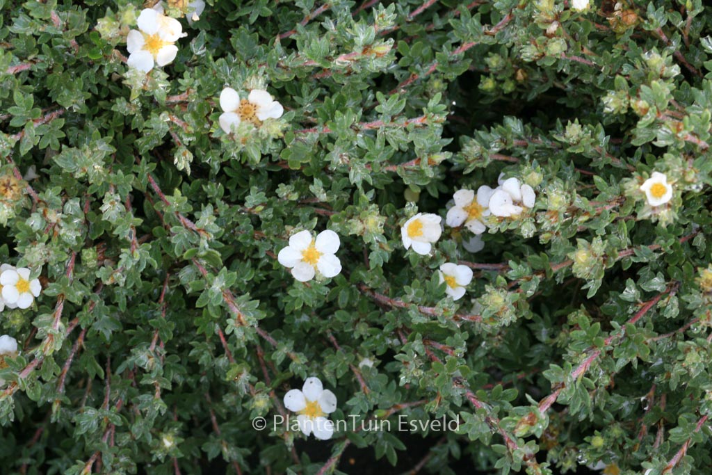 Potentilla fruticosa ‚Manchu‘