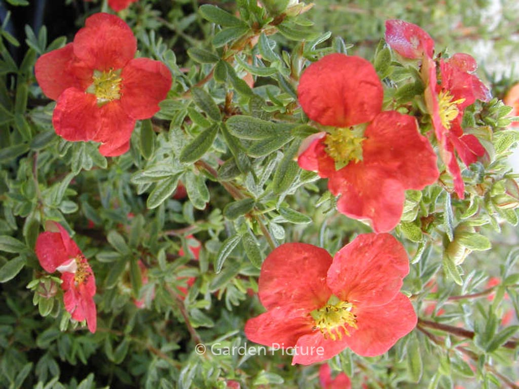 Potentilla fruticosa ‚Marrobin‘ (MARIAN RED ROBIN)