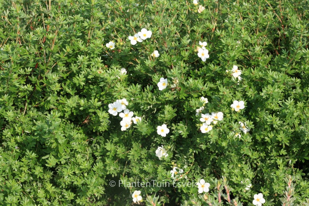 Potentilla fruticosa ‚McKay’s White‘