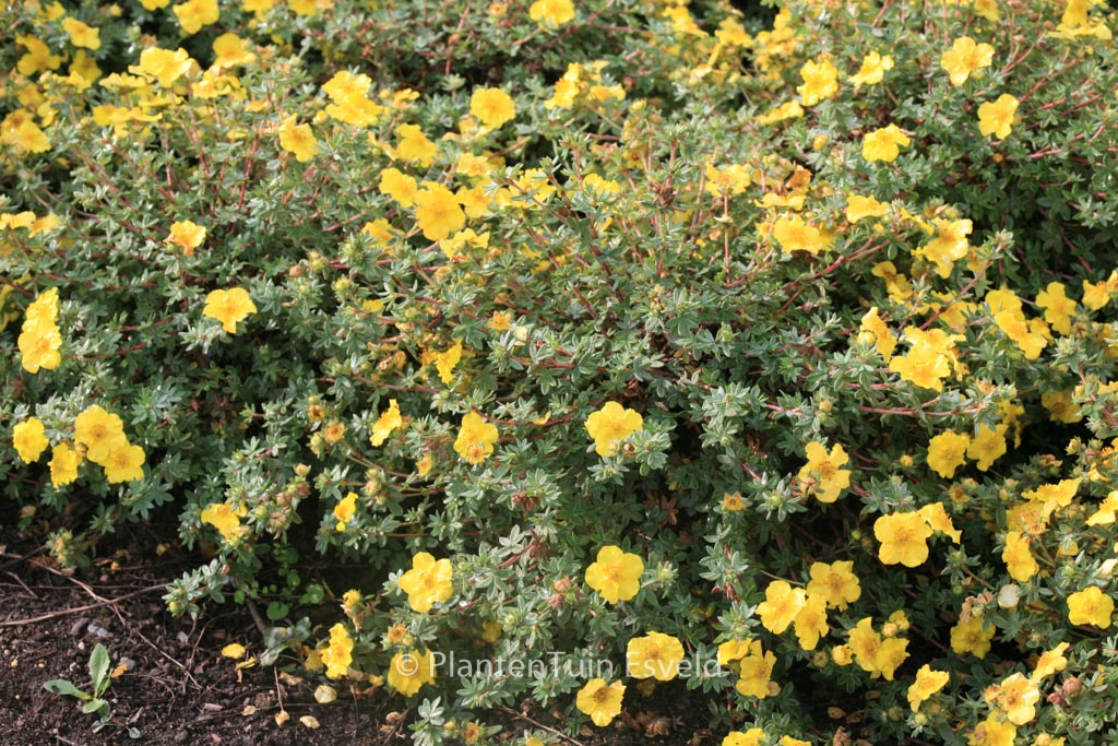 Potentilla fruticosa ‚Medicine Wheel Mountain‘