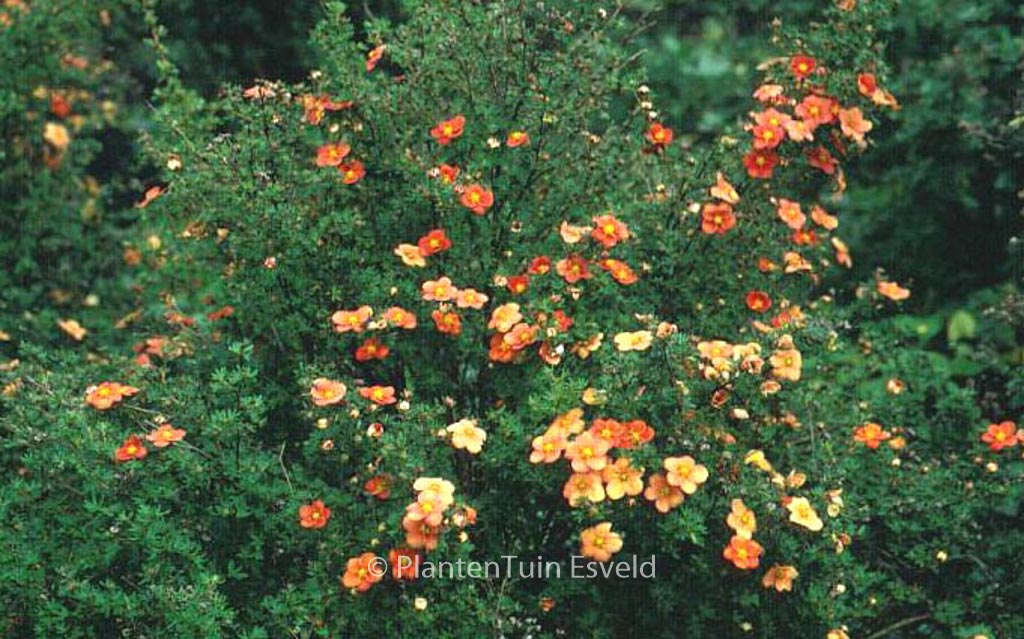 Potentilla fruticosa ‚Orangeade‘