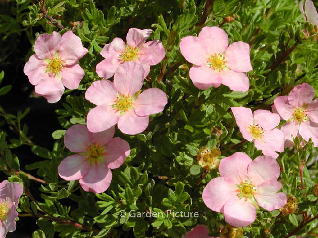Potentilla fruticosa ‚Pink Beauty‘ (LOVELY PINK)
