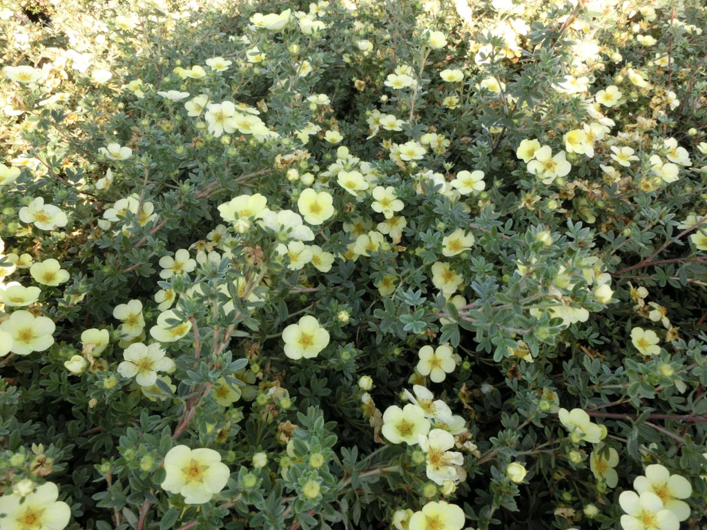 Potentilla fruticosa ‚Primrose Beauty‘
