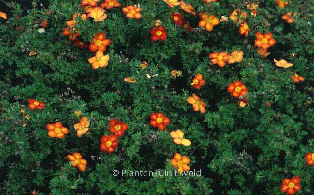 Potentilla fruticosa ‚Red Ace‘