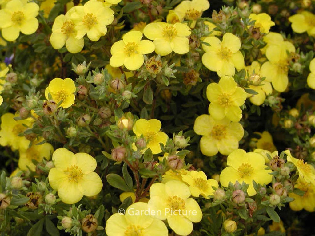 Potentilla fruticosa ‚Sommerflor‘