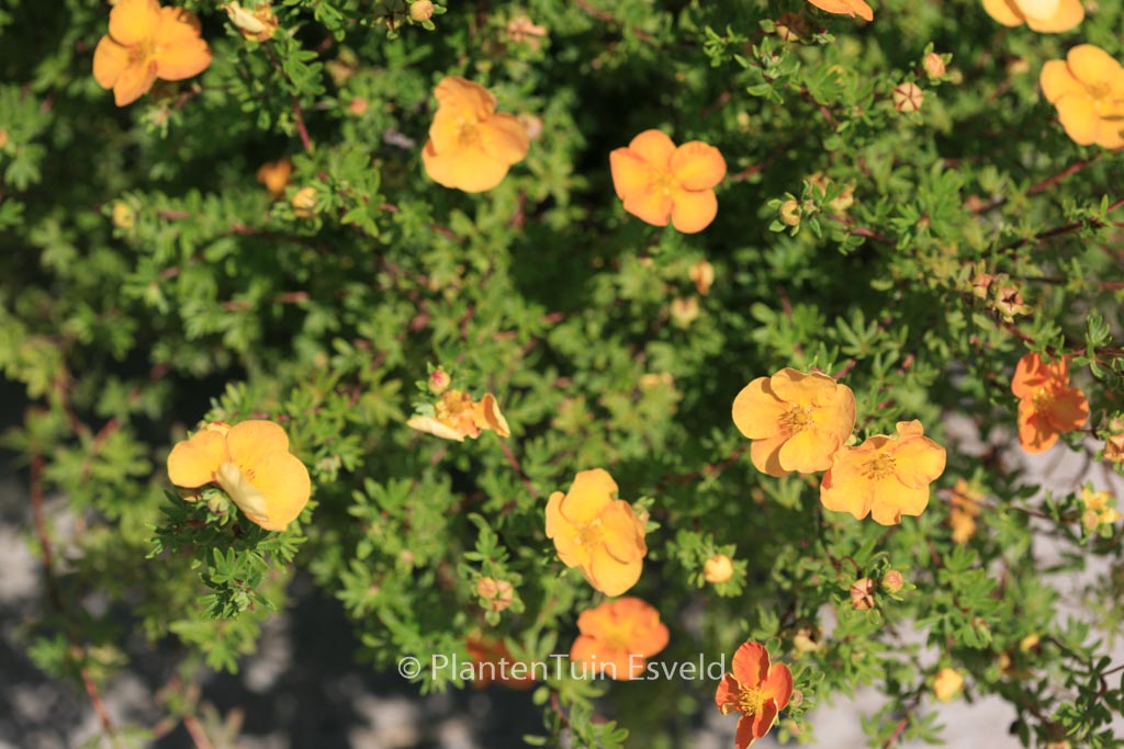 Potentilla fruticosa ‚Sunset‘