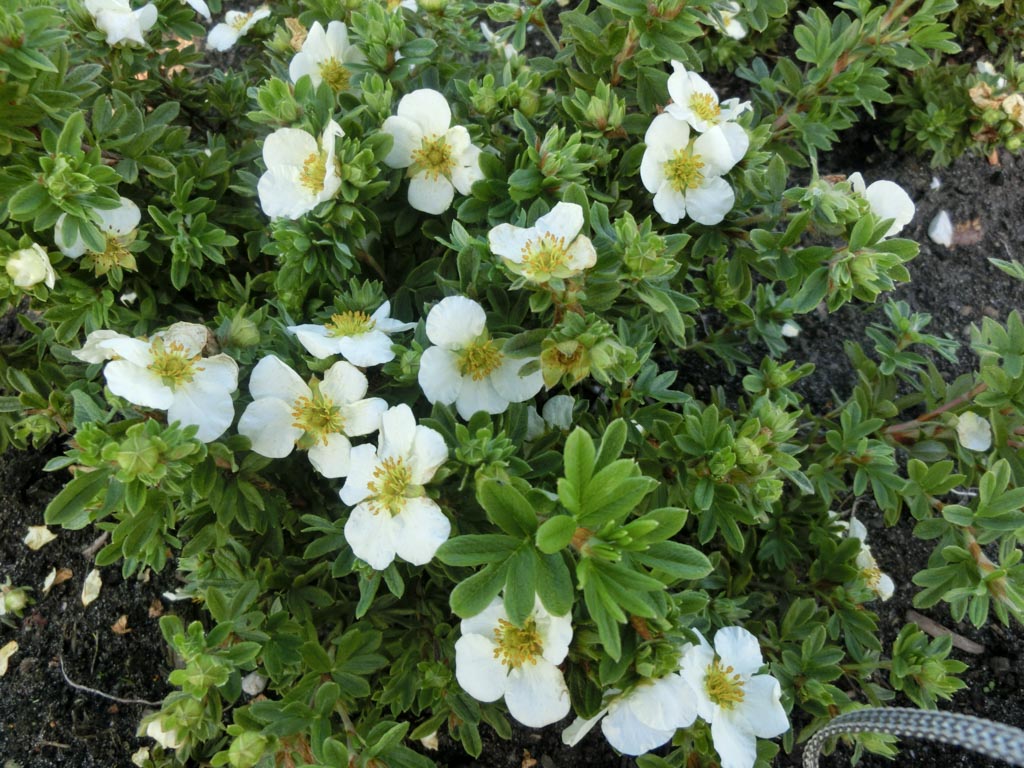 Potentilla fruticosa ‚Tilford Cream‘