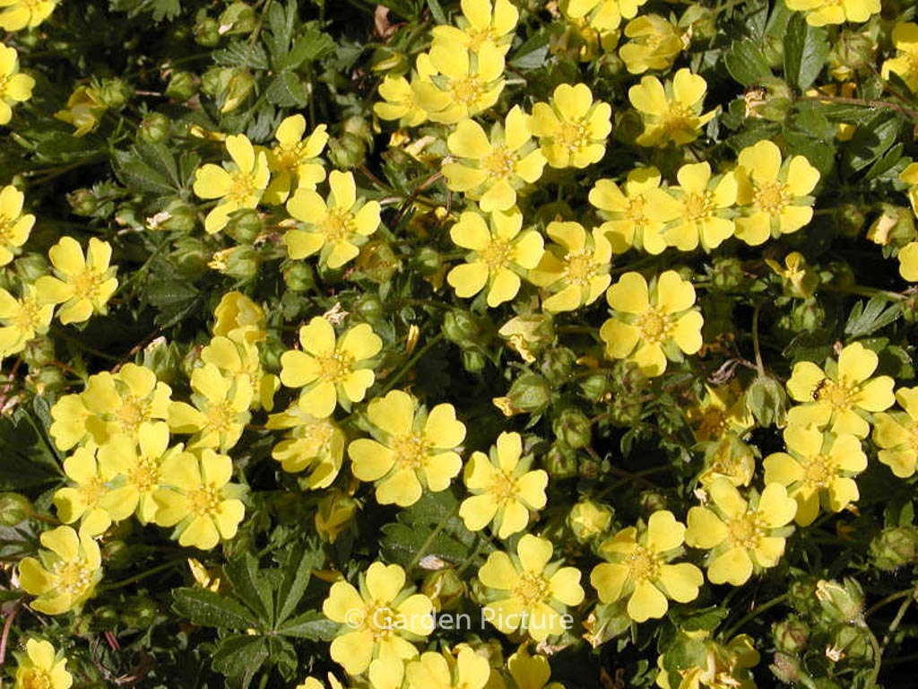 Potentilla neumanniana