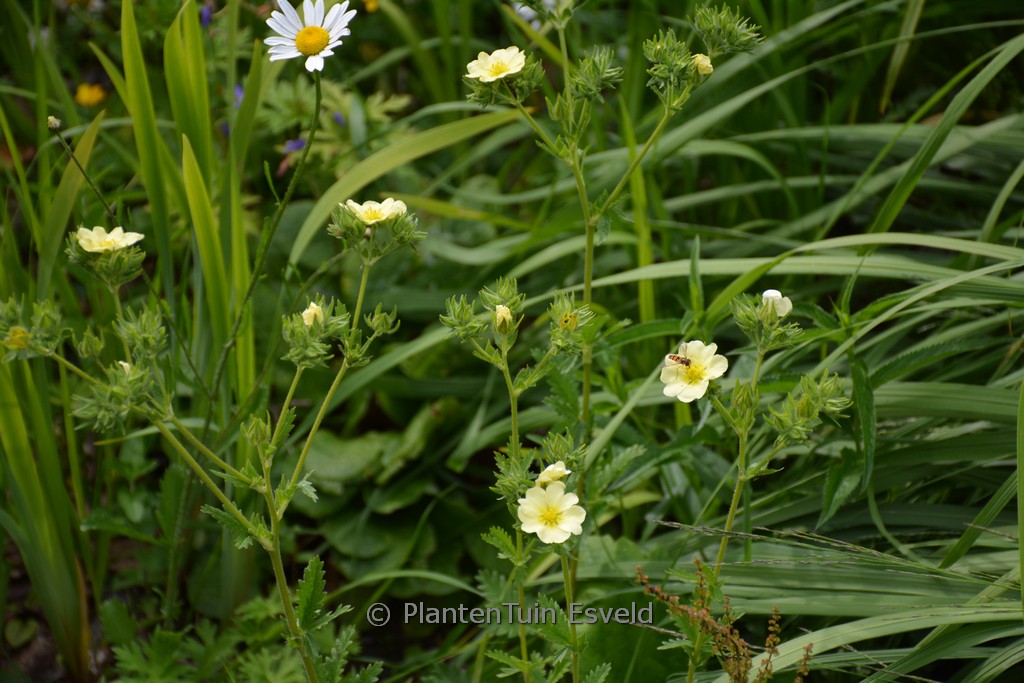 Potentilla recta