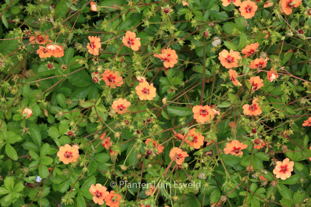Potentilla tonguei