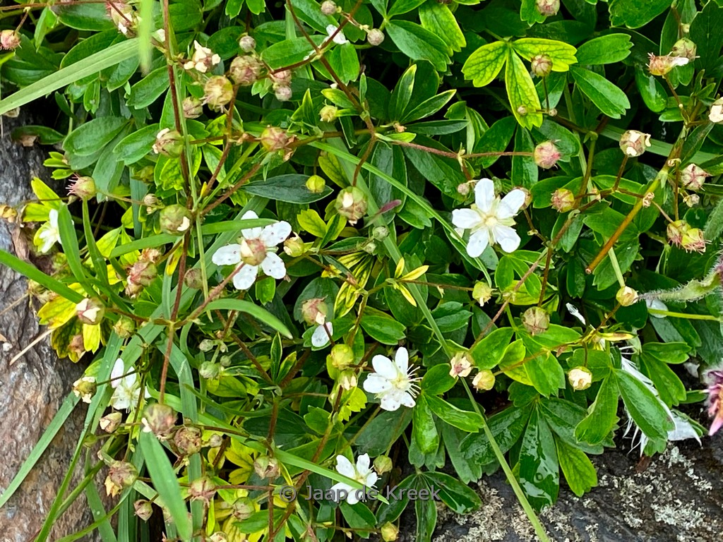 Potentilla tridentata ‚Nuuk‘