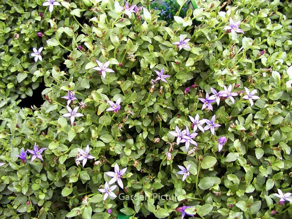 Pratia pedunculata ‚County Park‘