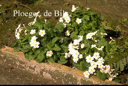 Primula ‚Schneekissen‘