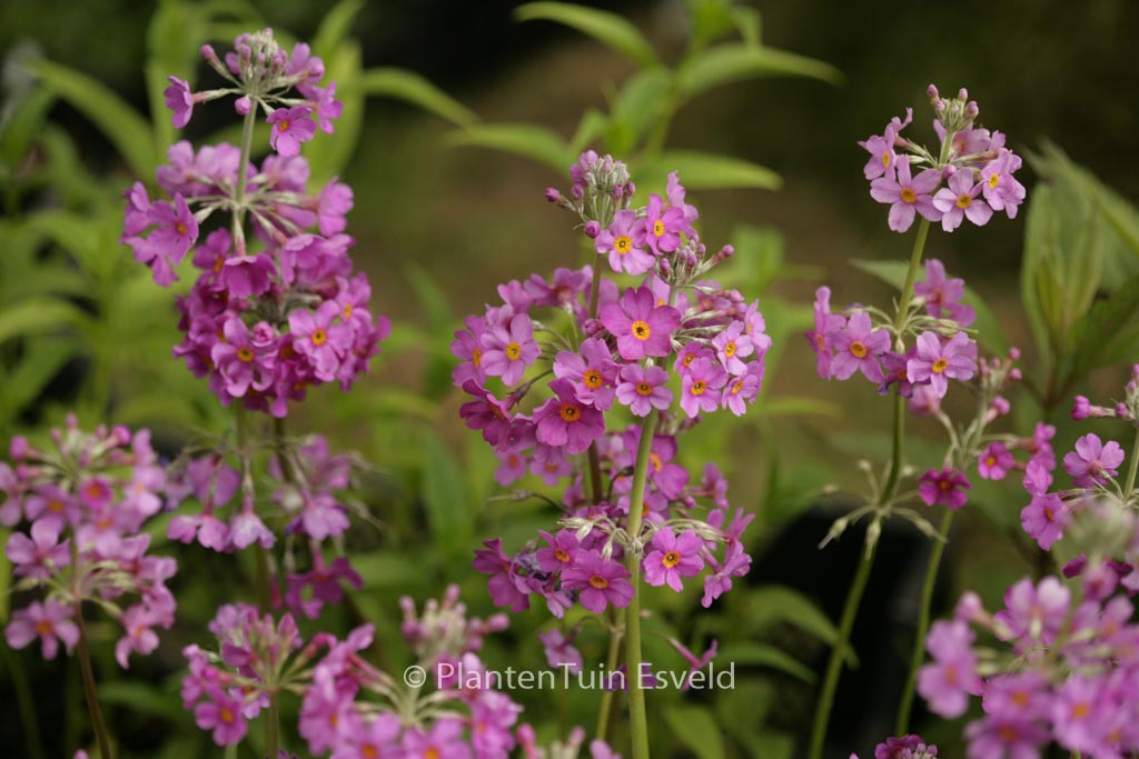 Primula beesiana