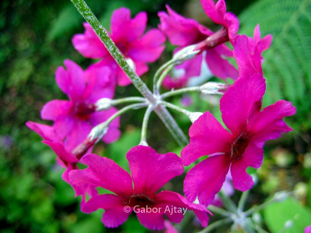 Primula denticulata ‚Cashemeriana‘