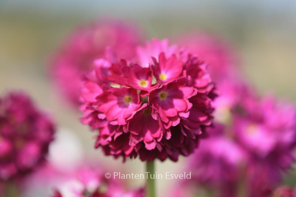 Primula denticulata ‚Rubin‘