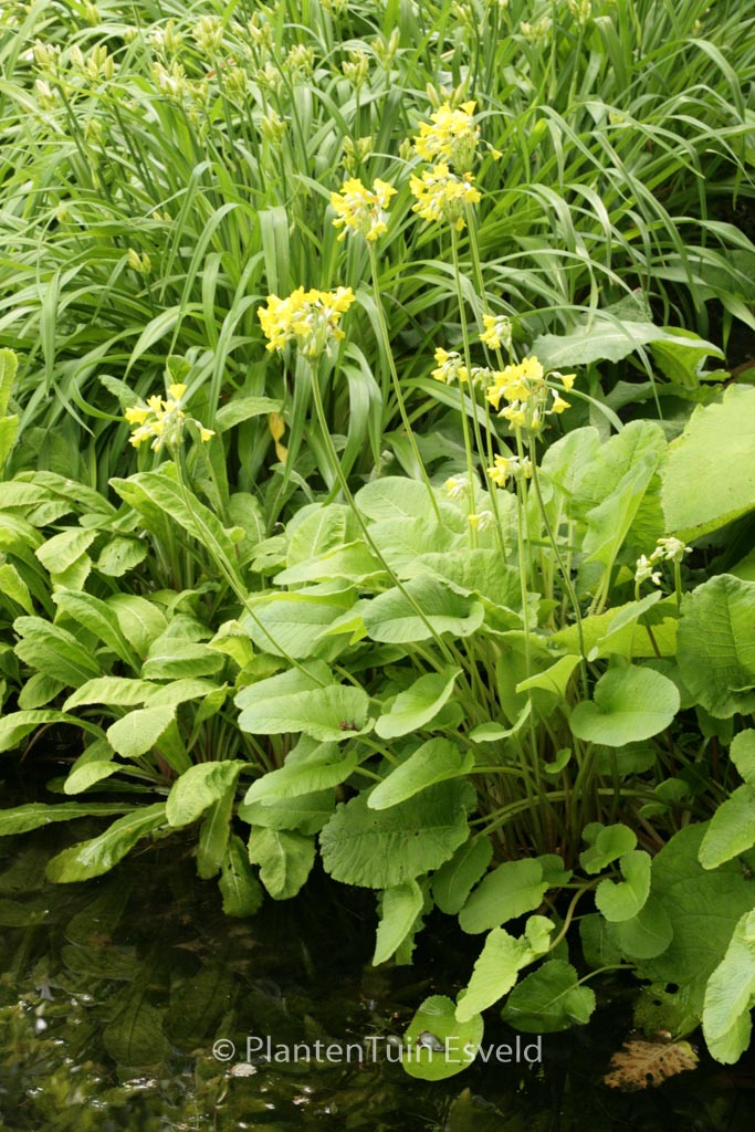 Primula florindae