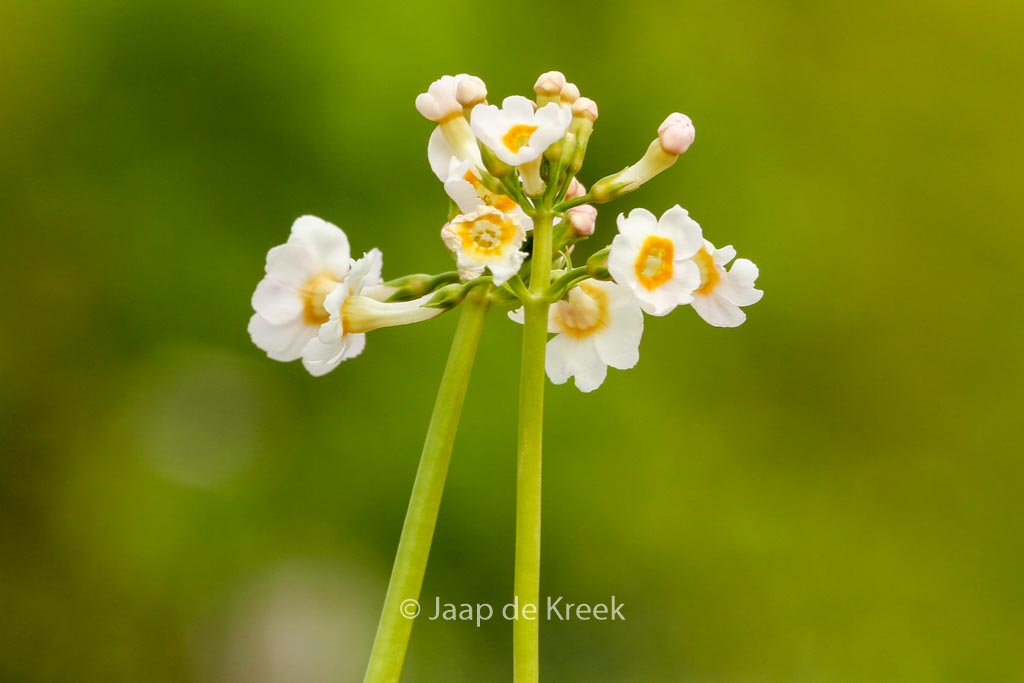 Primula japonica ‚Alba‘
