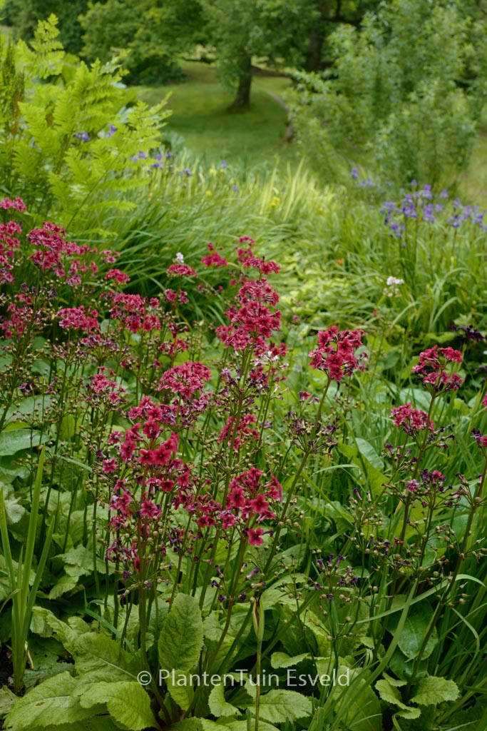 Primula japonica ‚Miller’s Crimson‘