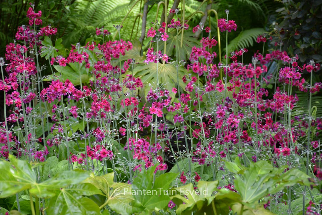 Primula pulverulenta
