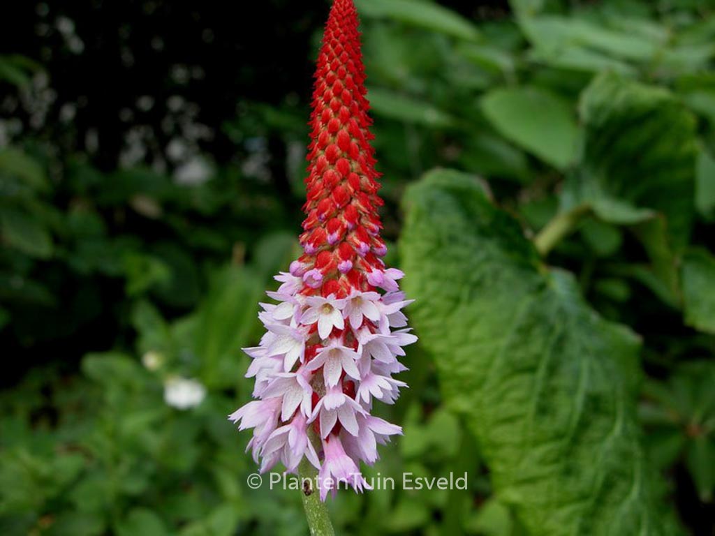 Primula vialii