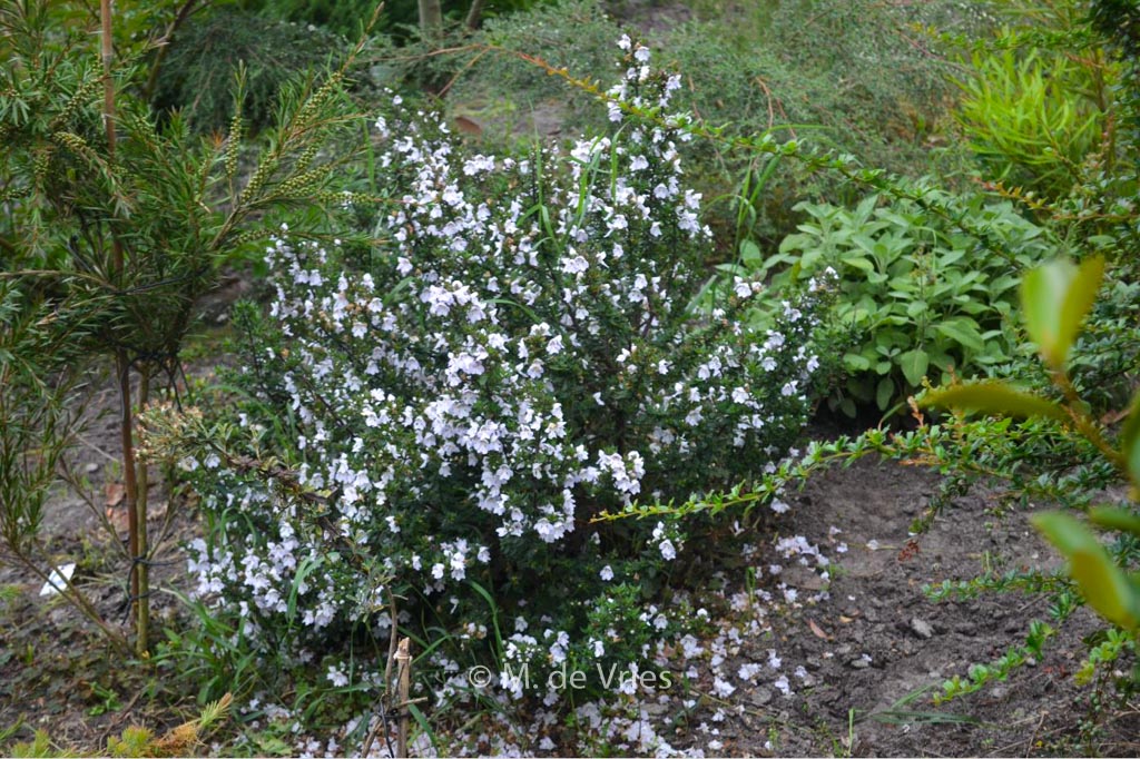 Prostanthera ‚Badja Peak‘
