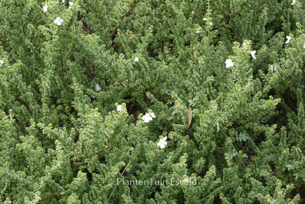 Prostanthera cuneata