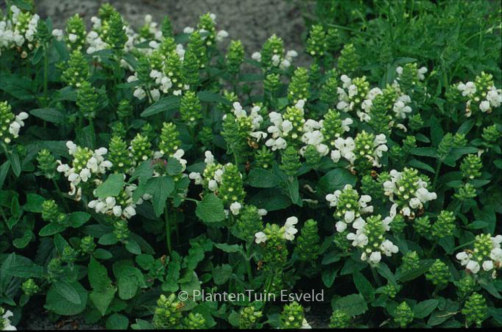 Prunella grandiflora ‚Alba‘