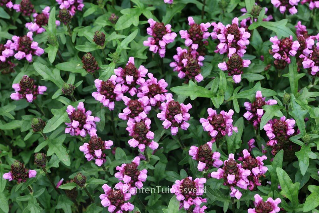 Prunella grandiflora ‚Gruss aus Isernhagen‘