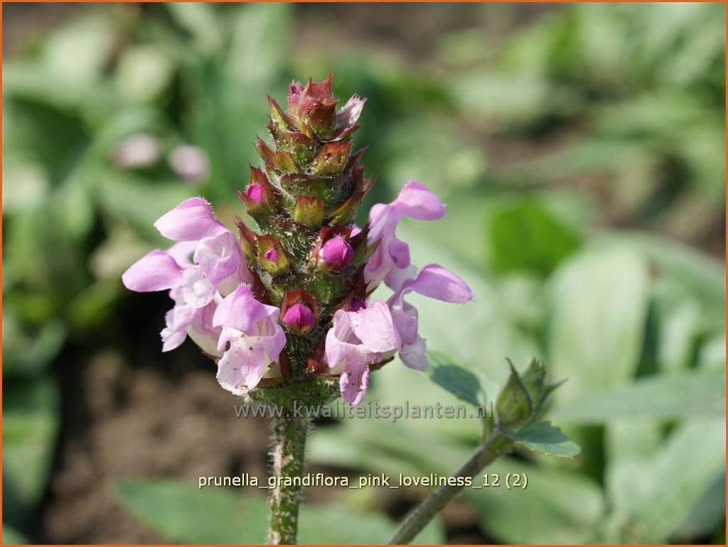 Prunella grandiflora ‚Pink Loveliness‘