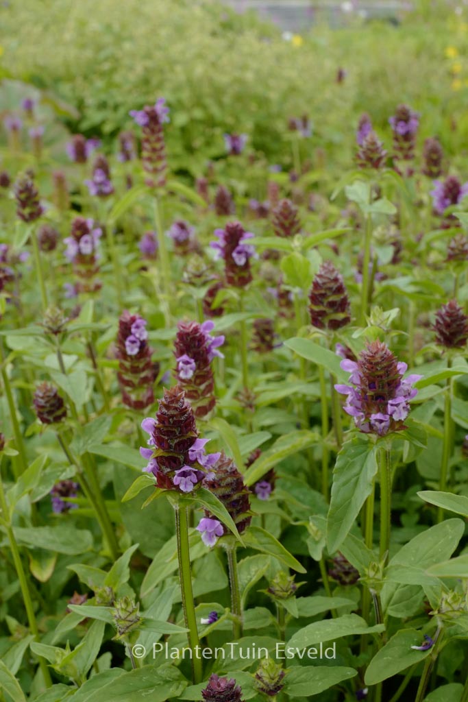 Prunella vulgaris