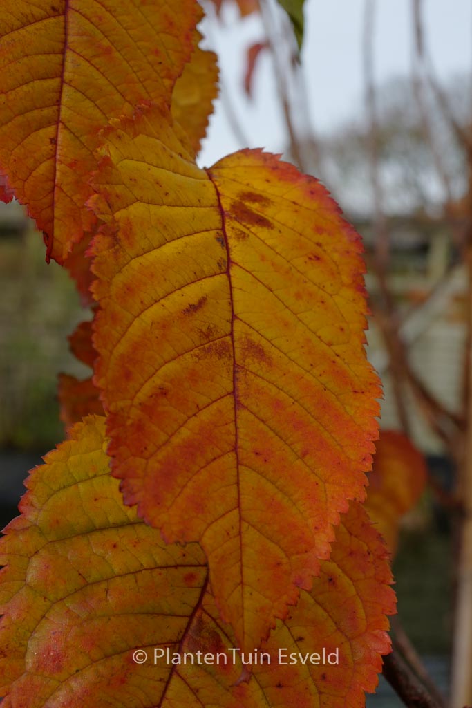 Prunus ‚Collingwood Ingram‘