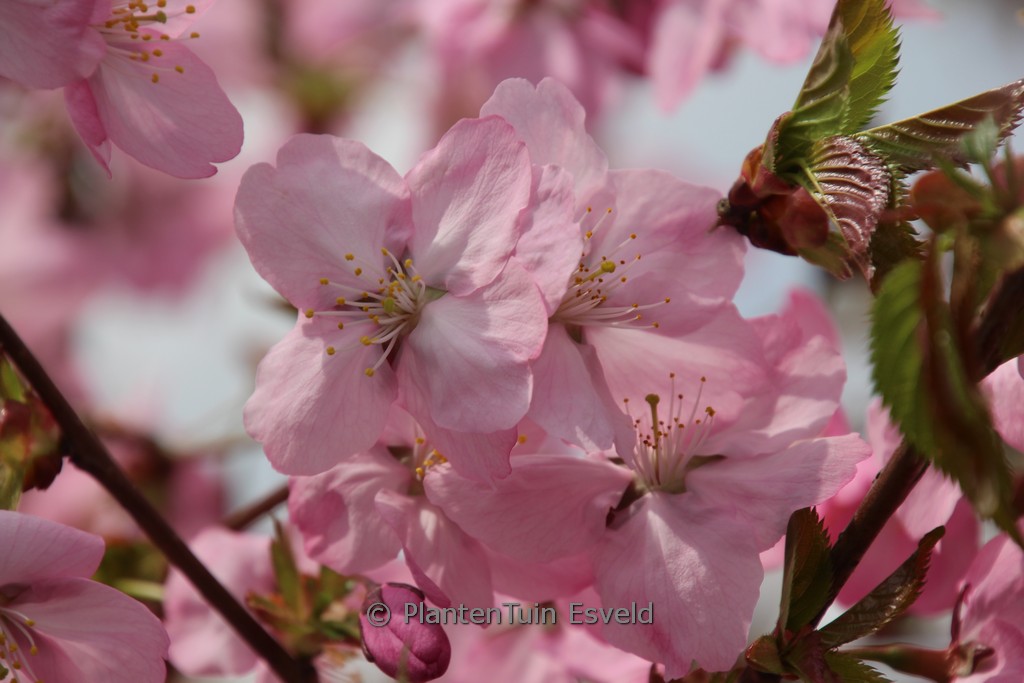 Prunus ‚Jacqueline‘