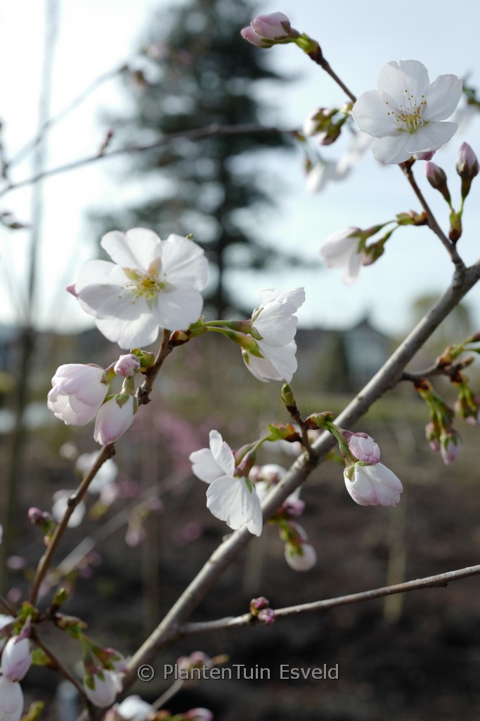 Prunus ‚Mieke‘ (ROYAL FLAME)