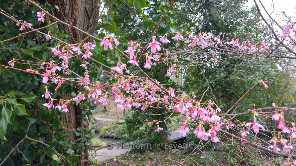 Prunus ‚Okame‘