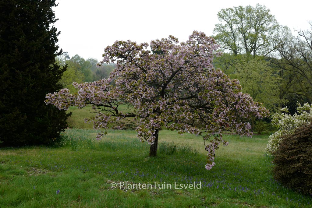 Prunus ‚Pandora‘