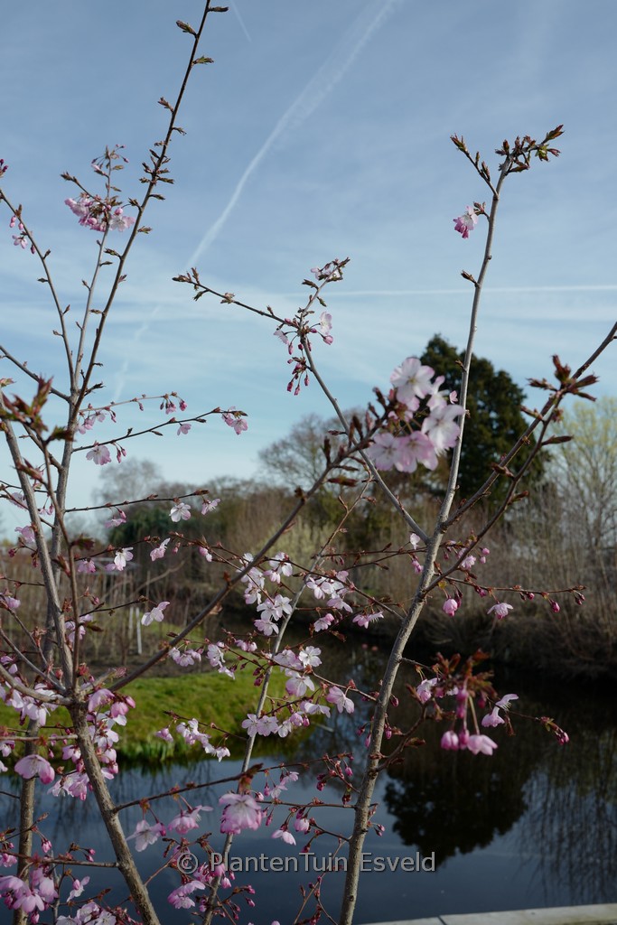 Prunus ‚Pink Favourite‘