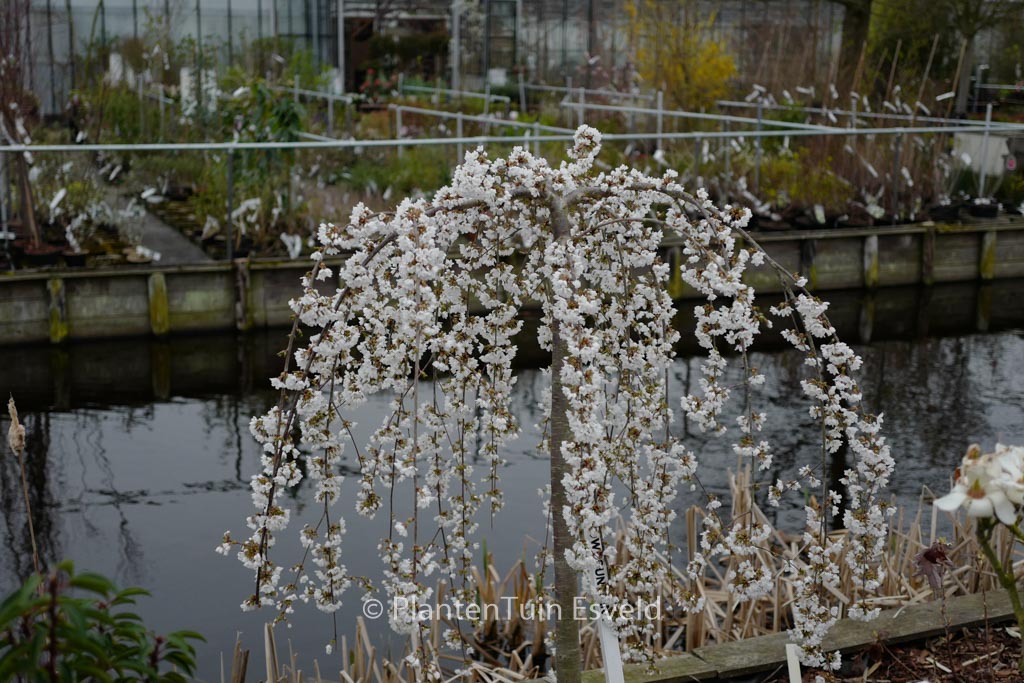 Prunus ‚Snofozam‘ (SNOW FOUNTAINS)
