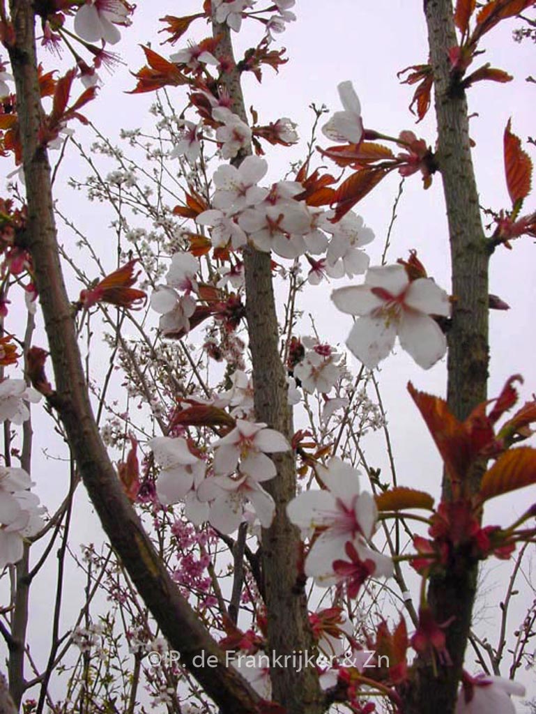 Prunus ‚Spire‘