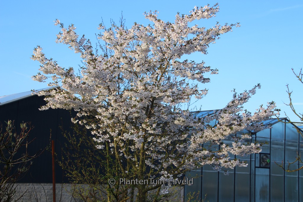 Prunus ‚The Bride‘