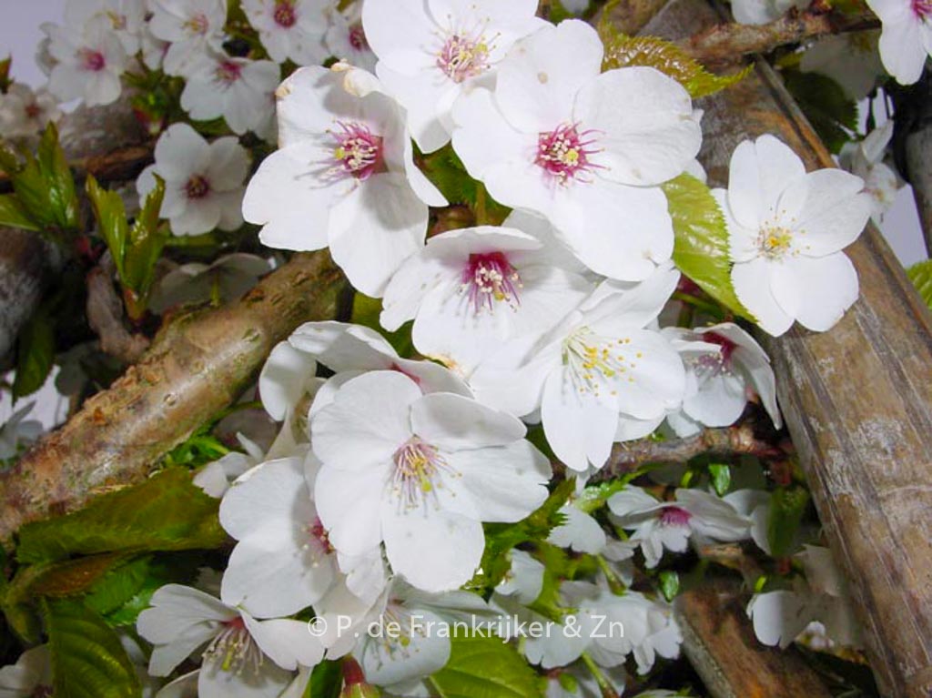 Prunus ‚Umineko‘
