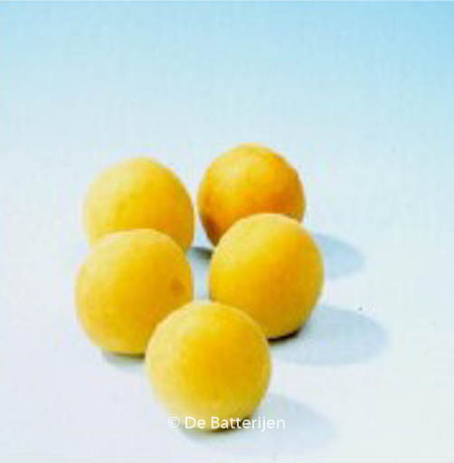 Prunus armeniaca ‚Bredase‘