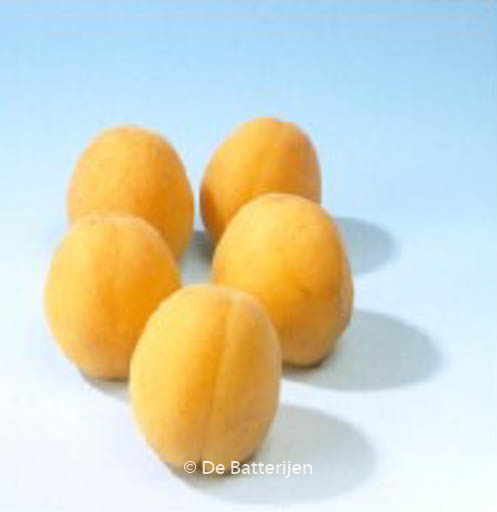 Prunus armeniaca ‚Hongaarse‘