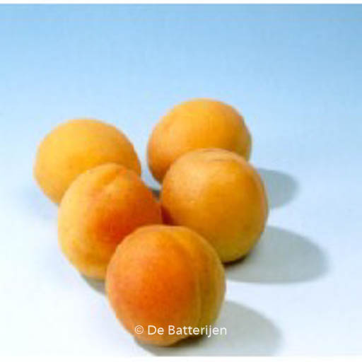 Prunus armeniaca ‚Tros Oranje‘