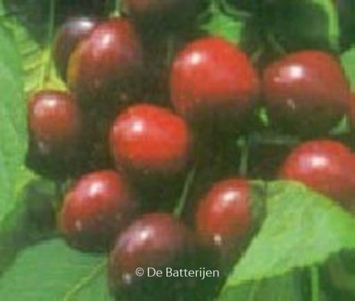 Prunus avium ‚Bigarreau Burlat‘