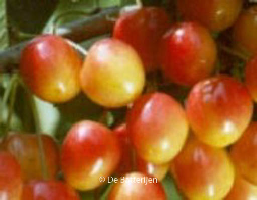 Prunus avium ‚Bigarreau Napoleon‘