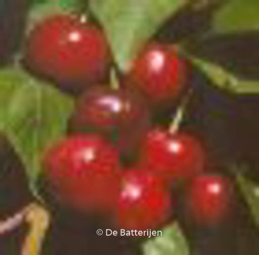 Prunus avium ‚Early Rivers‘