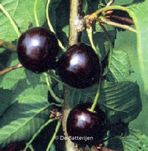 Prunus avium ‚Karina‘